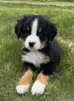 Pink, a female Bernese Mountain Dog for sale in Stickney, SD – 6 of 10
