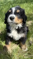 Aztec, a male Bernese Mountain Dog for sale in Stickney, SD – 5 of 8
