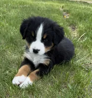Pink, a female Bernese Mountain Dog for sale in Stickney, SD – 4 of 10