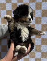 Charlie, a male Bernese Mountain Dog for sale in Stickney, SD – 5 of 6