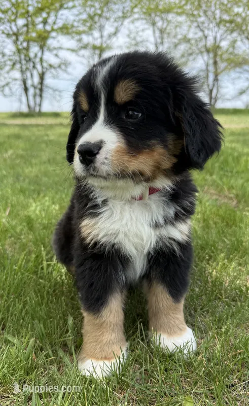 Tex – Bernese Mountain Dog puppy for sale in Stickney, SD
