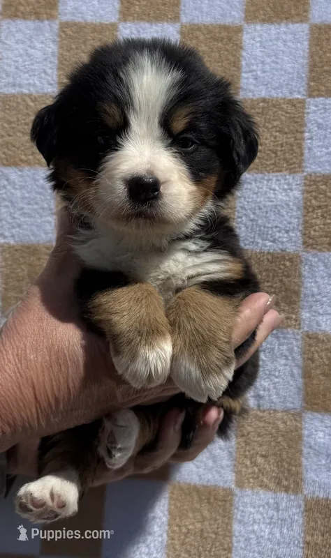 Bunny – Bernese Mountain Dog puppy for sale in Stickney, SD