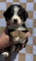 Bunny, a female Bernese Mountain Dog for sale in Stickney, SD – 1 of 5