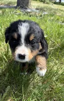 Flo, a female Bernese Mountain Dog for sale in Stickney, SD – 9 of 10
