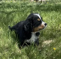 Aztec, a male Bernese Mountain Dog for sale in Stickney, SD – 7 of 8