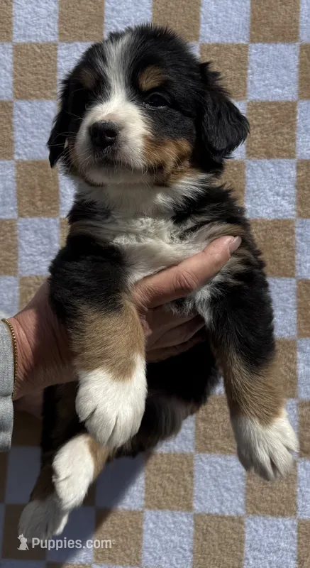 Merica – Bernese Mountain Dog puppy for sale in Stickney, SD