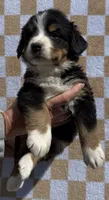 Merica, a female Bernese Mountain Dog for sale in Stickney, SD – 1 of 5