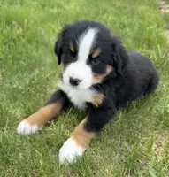 Pink, a female Bernese Mountain Dog for sale in Stickney, SD – 2 of 10