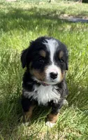Flo, a female Bernese Mountain Dog for sale in Stickney, SD – 4 of 10
