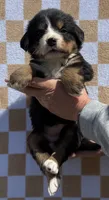 Wildflower, a female Bernese Mountain Dog for sale in Stickney, SD – 2 of 5