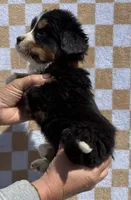 Tex, a male Bernese Mountain Dog for sale in Stickney, SD – 3 of 5
