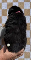 Pink, a female Bernese Mountain Dog for sale in Stickney, SD – 5 of 6