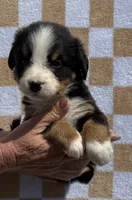 Pink, a female Bernese Mountain Dog for sale in Stickney, SD – 2 of 6
