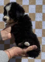 Charlie, a male Bernese Mountain Dog for sale in Stickney, SD – 4 of 6