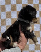 LB, a male Bernese Mountain Dog for sale in Stickney, SD – 3 of 5