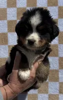 Charlie, a male Bernese Mountain Dog for sale in Stickney, SD – 1 of 6