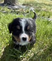 Flo, a female Bernese Mountain Dog for sale in Stickney, SD – 8 of 10