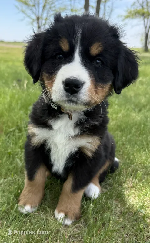 Wildflower – Bernese Mountain Dog puppy for sale in Stickney, SD