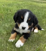 Pink, a female Bernese Mountain Dog for sale in Stickney, SD – 8 of 10