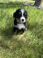 Flo, a female Bernese Mountain Dog for sale in Stickney, SD – 10 of 10