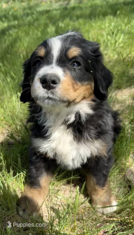 Aztec – Bernese Mountain Dog puppy for sale in Stickney, SD