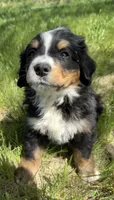 Aztec, a male Bernese Mountain Dog for sale in Stickney, SD – 1 of 8