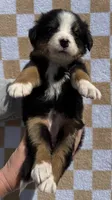 Pink, a female Bernese Mountain Dog for sale in Stickney, SD – 6 of 6