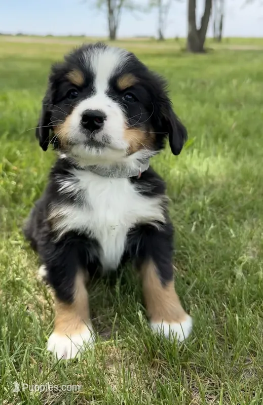 LB – Bernese Mountain Dog puppy for sale in Stickney, SD