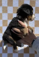 Wildflower, a female Bernese Mountain Dog for sale in Stickney, SD – 4 of 5