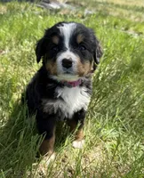 Flo, a female Bernese Mountain Dog for sale in Stickney, SD – 3 of 10