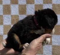 Pink, a female Bernese Mountain Dog for sale in Stickney, SD – 3 of 6