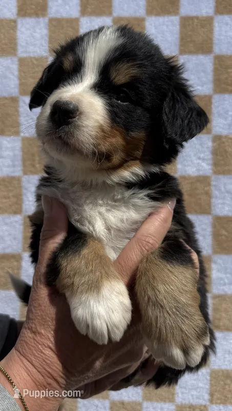 Mr Black – Bernese Mountain Dog puppy for sale in Stickney, SD