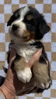 Mr Black, a male Bernese Mountain Dog for sale in Stickney, SD – 1 of 6