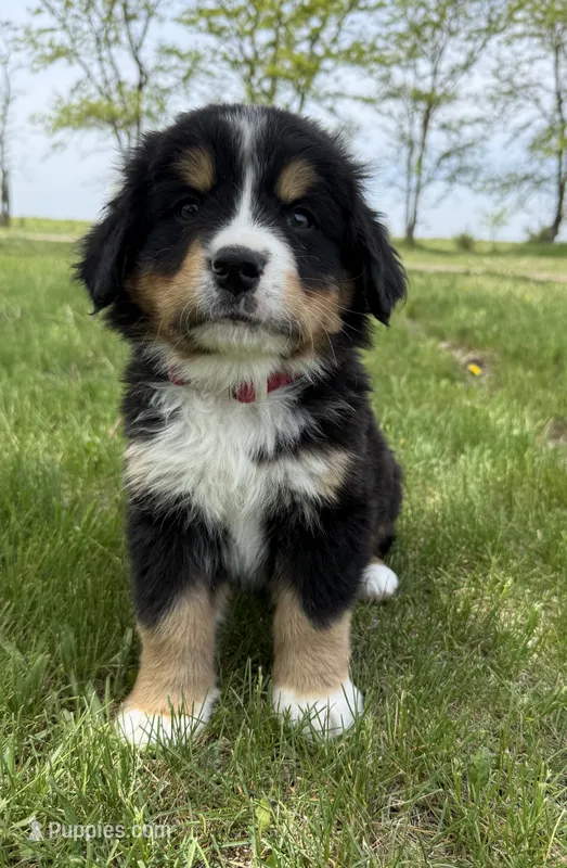 Tex – Bernese Mountain Dog puppy for sale in Stickney, SD