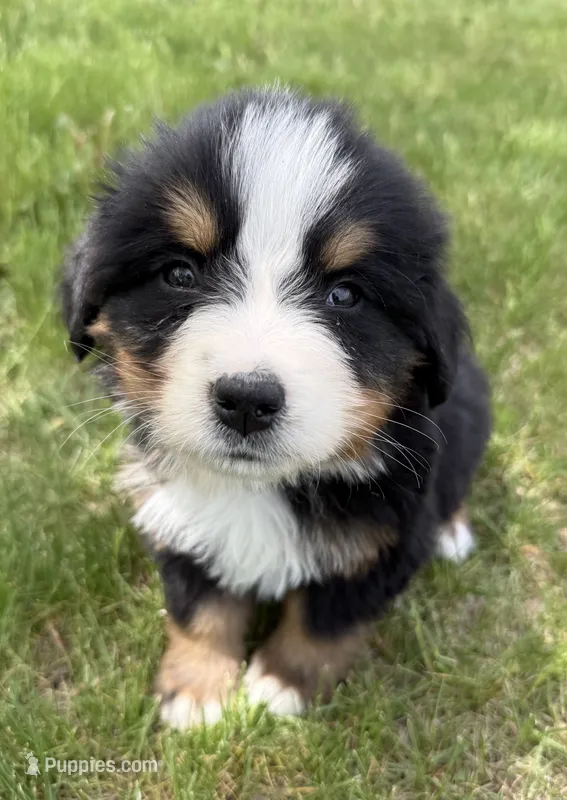 Denim – Bernese Mountain Dog puppy for sale in Stickney, SD