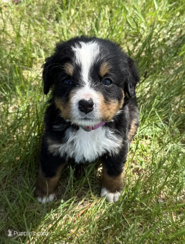 Flo – Bernese Mountain Dog puppy for sale in Stickney, SD