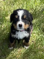 Flo, a female Bernese Mountain Dog for sale in Stickney, SD – 1 of 10