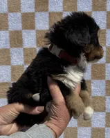 Tex, a male Bernese Mountain Dog for sale in Stickney, SD – 2 of 5