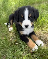 Pink, a female Bernese Mountain Dog for sale in Stickney, SD – 9 of 10