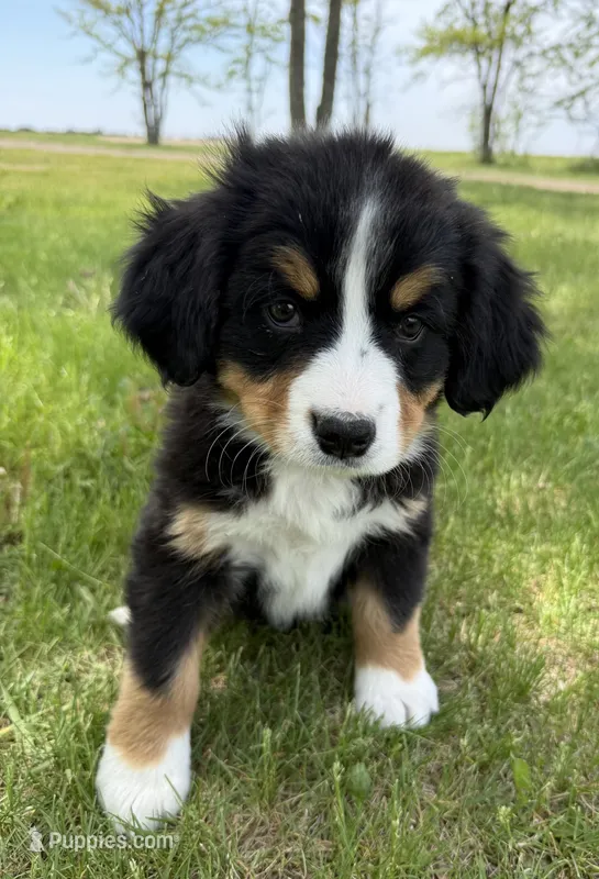 Merica – Bernese Mountain Dog puppy for sale in Stickney, SD