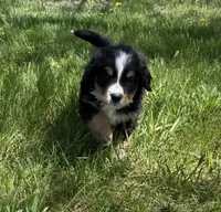 Aztec, a male Bernese Mountain Dog for sale in Stickney, SD – 2 of 8