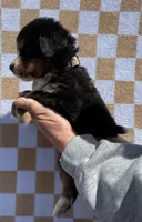 Wildflower, a female Bernese Mountain Dog for sale in Stickney, SD – 3 of 5