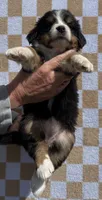 Merica, a female Bernese Mountain Dog for sale in Stickney, SD – 5 of 5