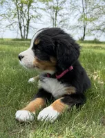 Pink, a female Bernese Mountain Dog for sale in Stickney, SD – 7 of 10