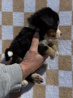 Bunny, a female Bernese Mountain Dog for sale in Stickney, SD – 3 of 5