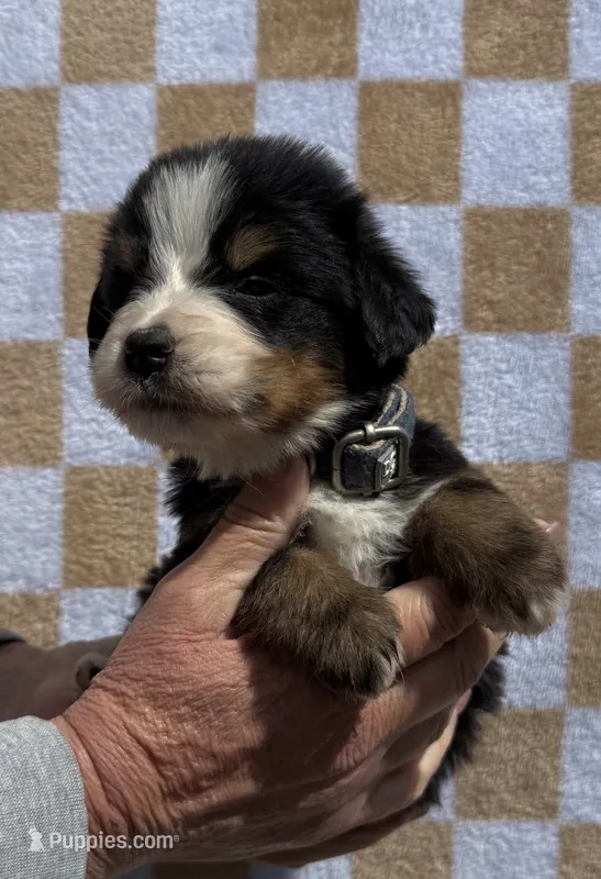 Denim – Bernese Mountain Dog puppy for sale in Stickney, SD