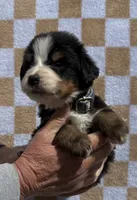 Denim, a male Bernese Mountain Dog for sale in Stickney, SD – 1 of 5