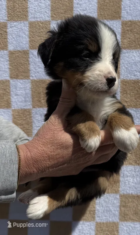 Pink – Bernese Mountain Dog puppy for sale in Stickney, SD
