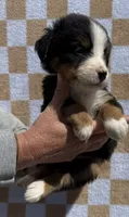 Pink, a female Bernese Mountain Dog for sale in Stickney, SD – 1 of 6