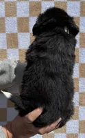 Mr Black, a male Bernese Mountain Dog for sale in Stickney, SD – 6 of 6